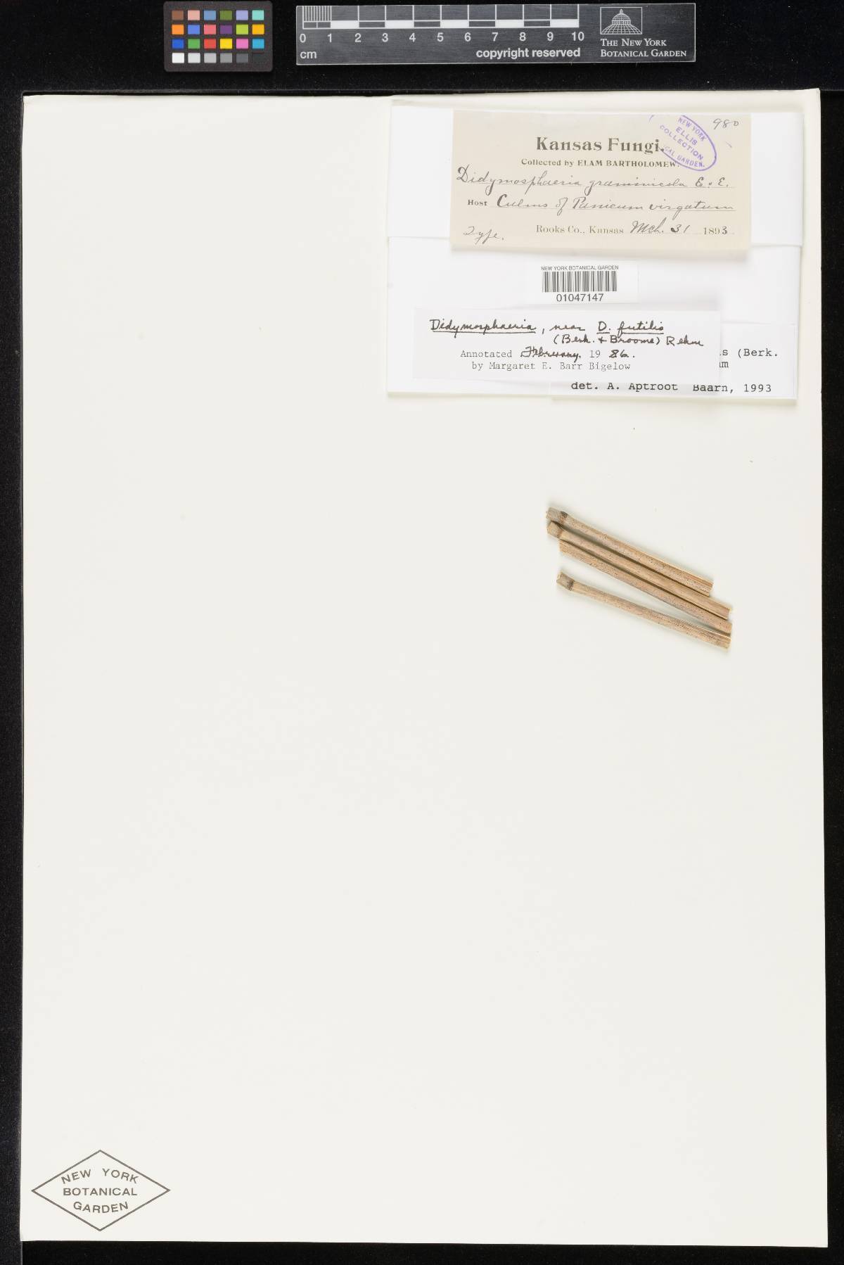Didymosphaeria graminicola image