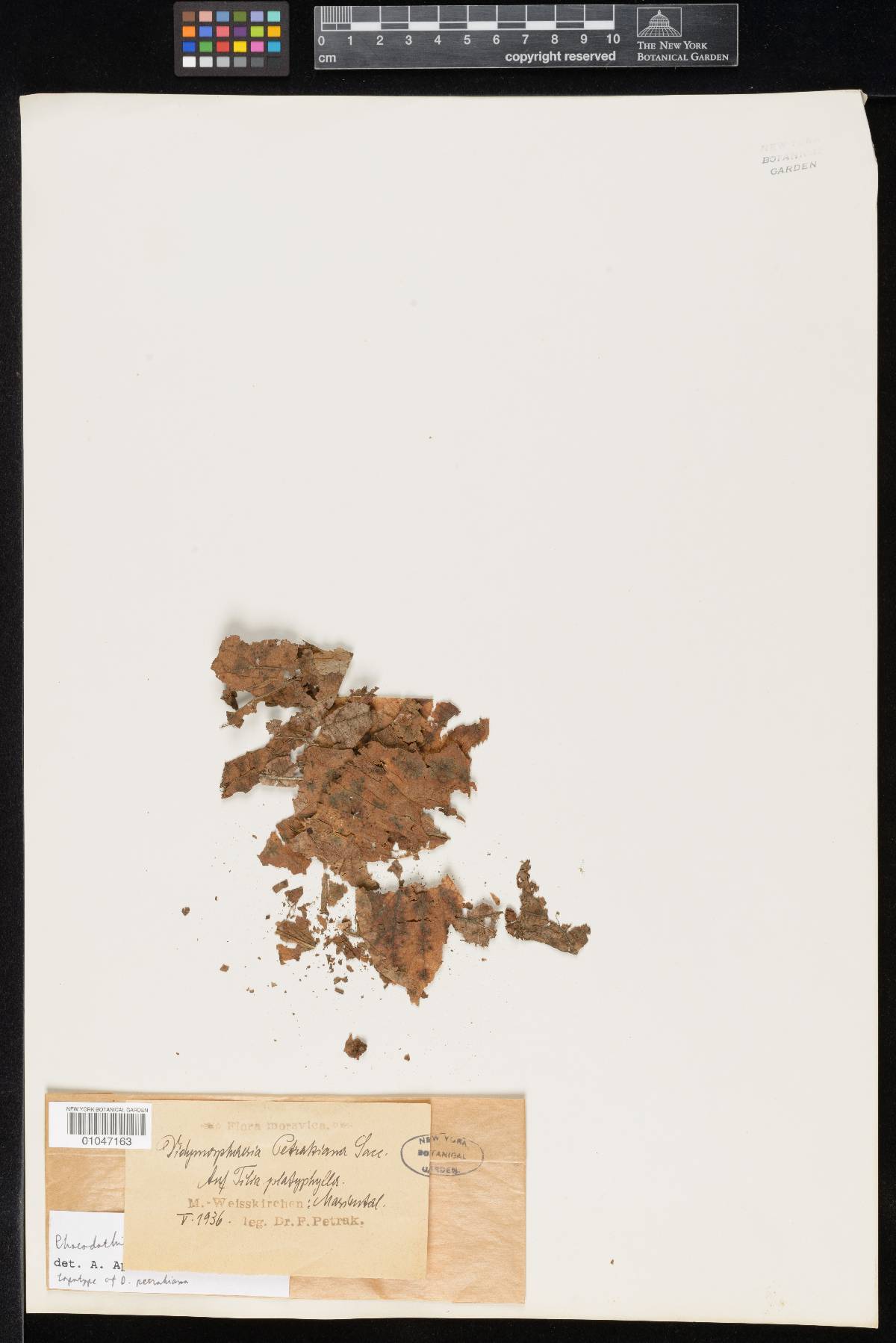 Didymosphaeria petrakiana image