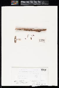 Lineolata rhizophorae image