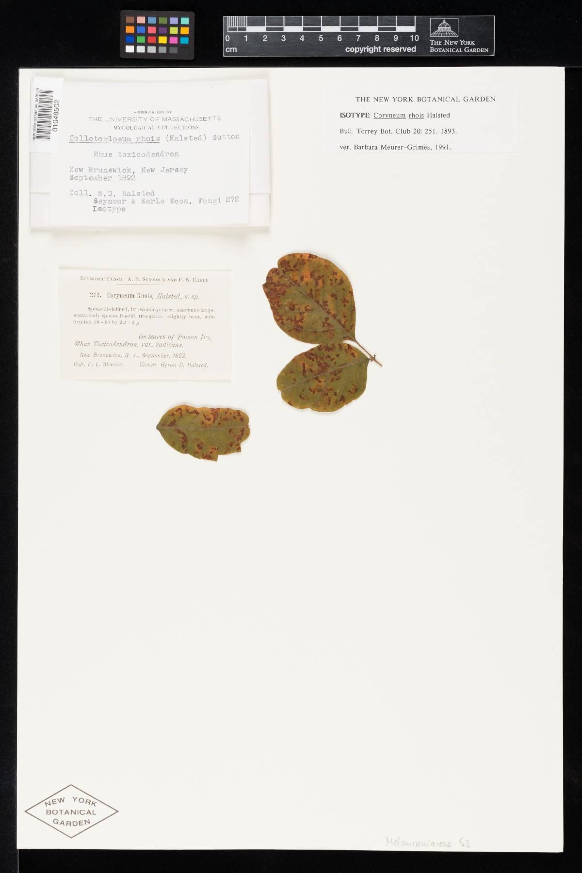 Coryneum rhois image