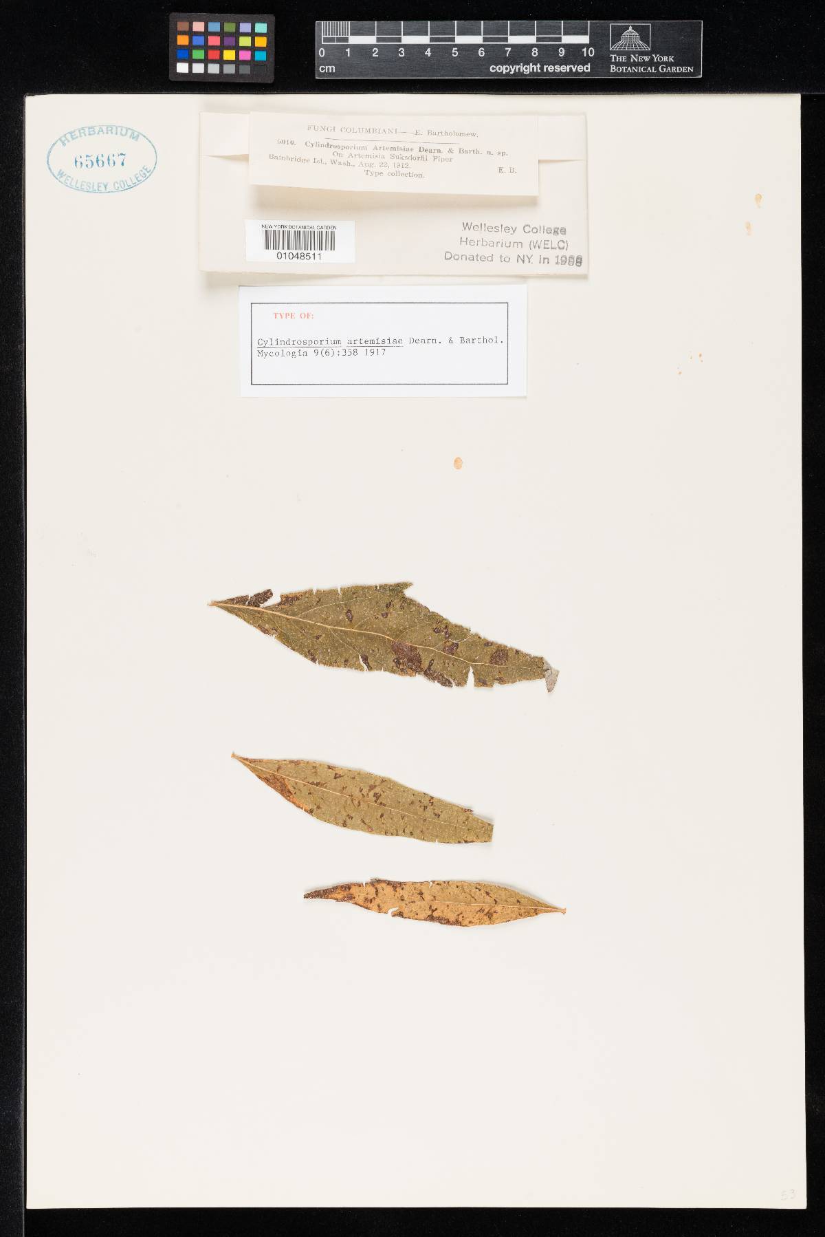 Cylindrosporium artemisiae image