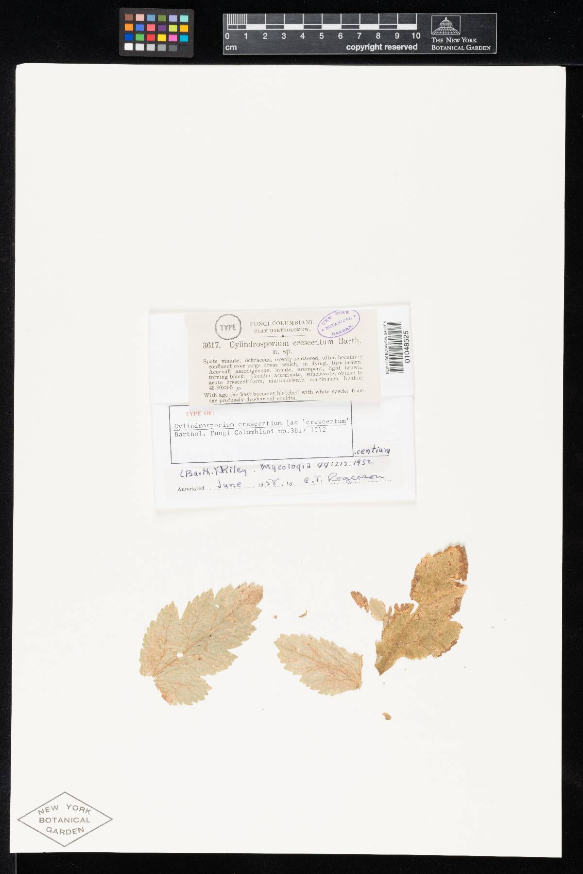 Phloeospora crescentium image