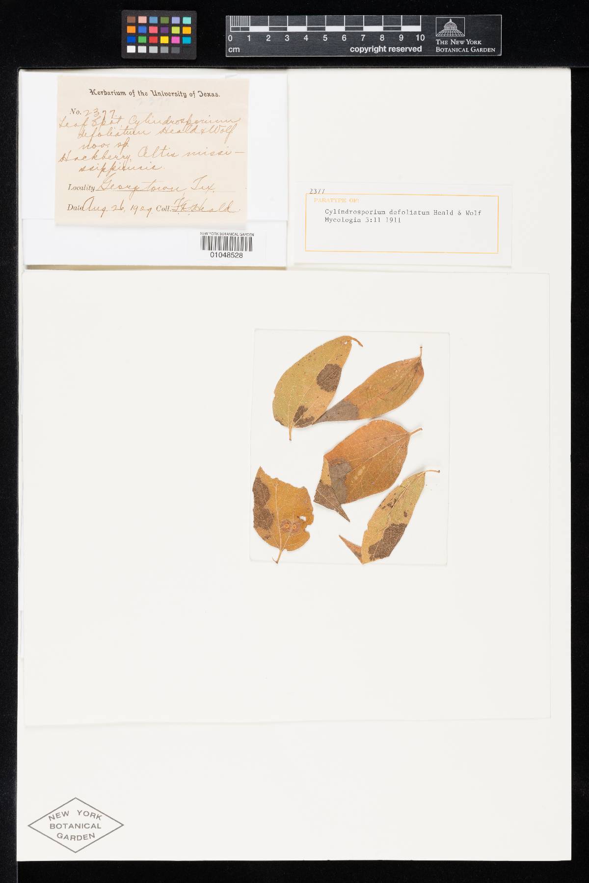 Cylindrosporium defoliatum image