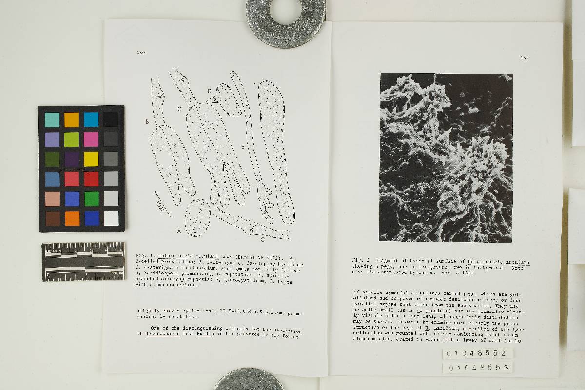 Heterochaete maculata image