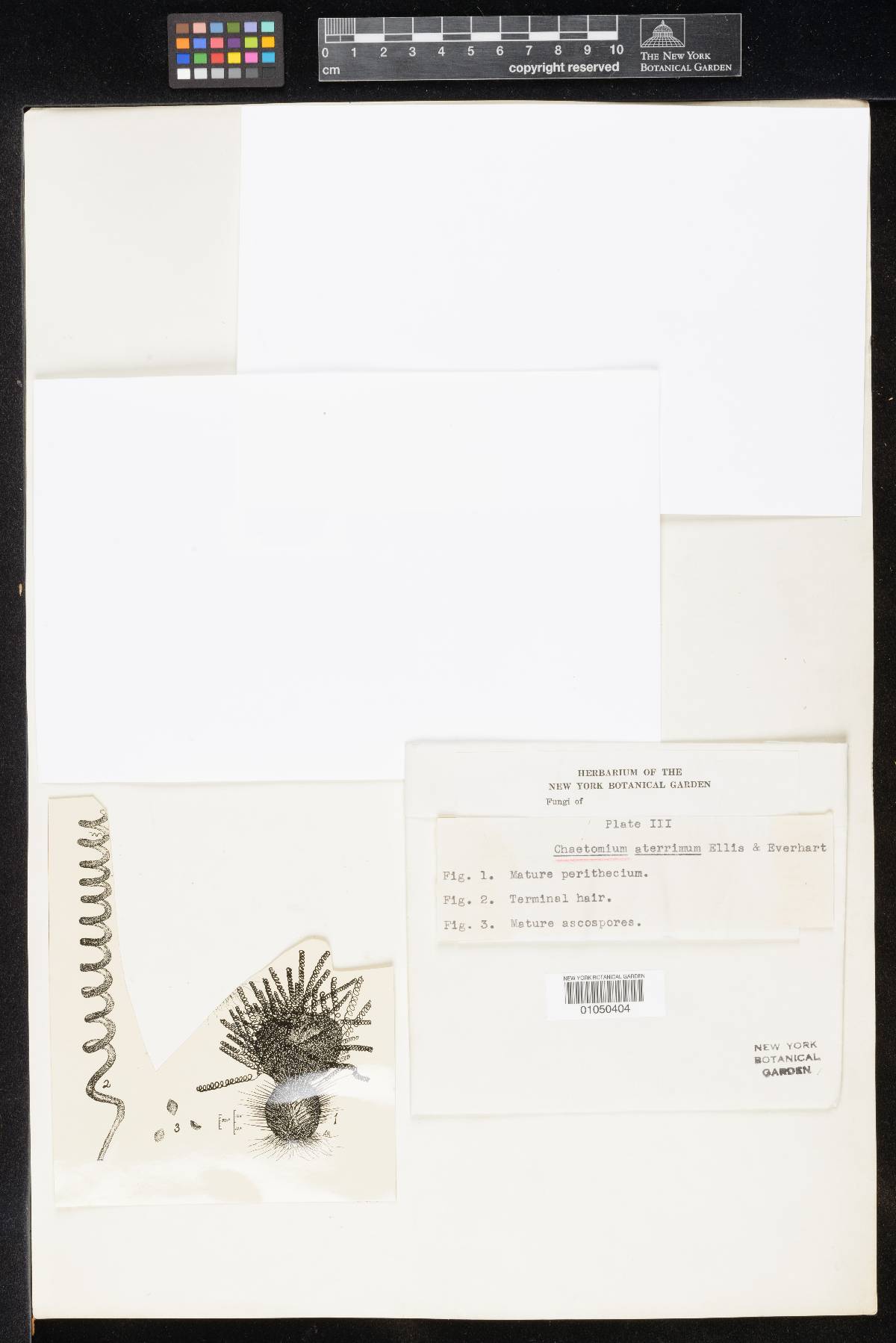 Chaetomium aterrimum image