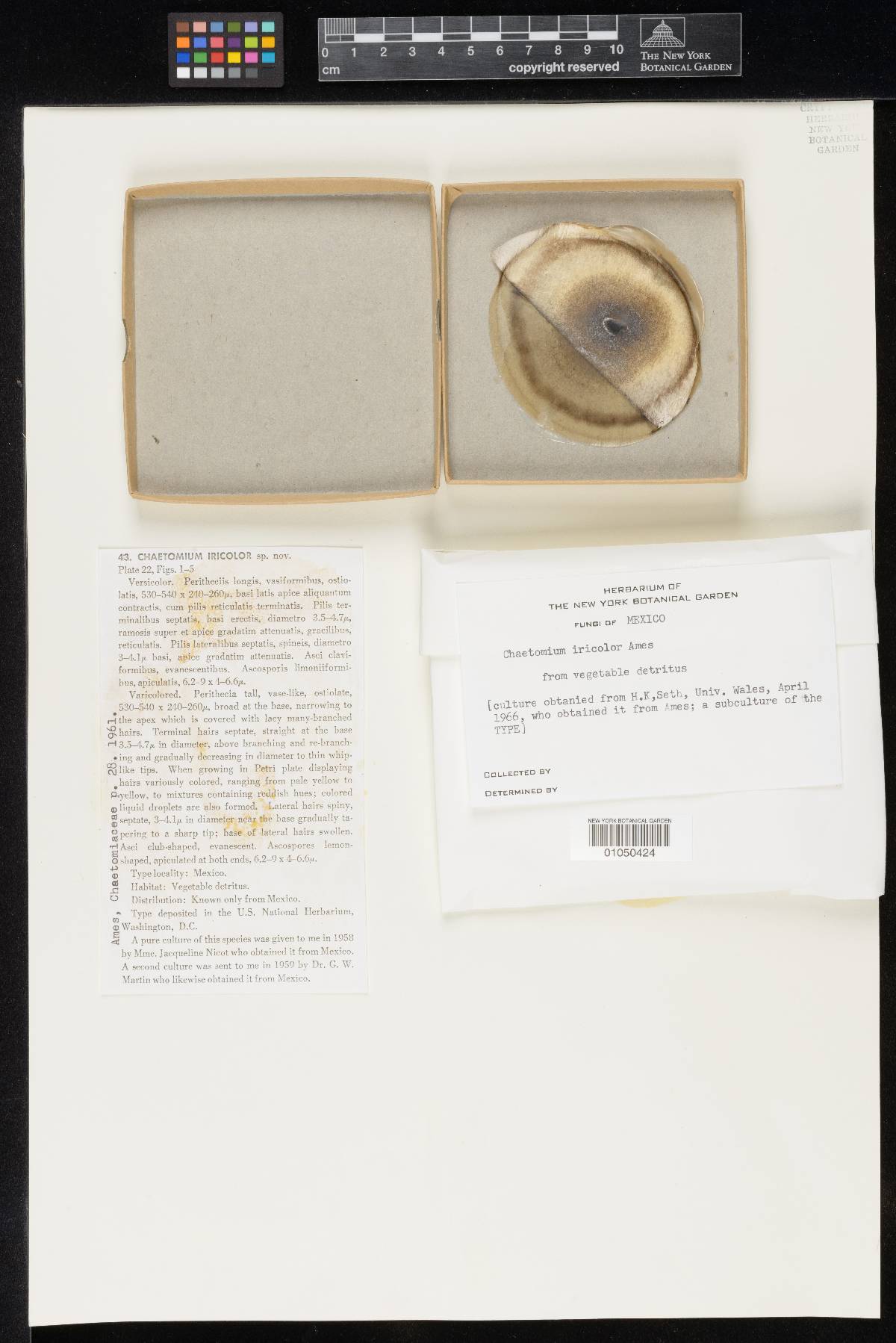 Chaetomium iricolor image