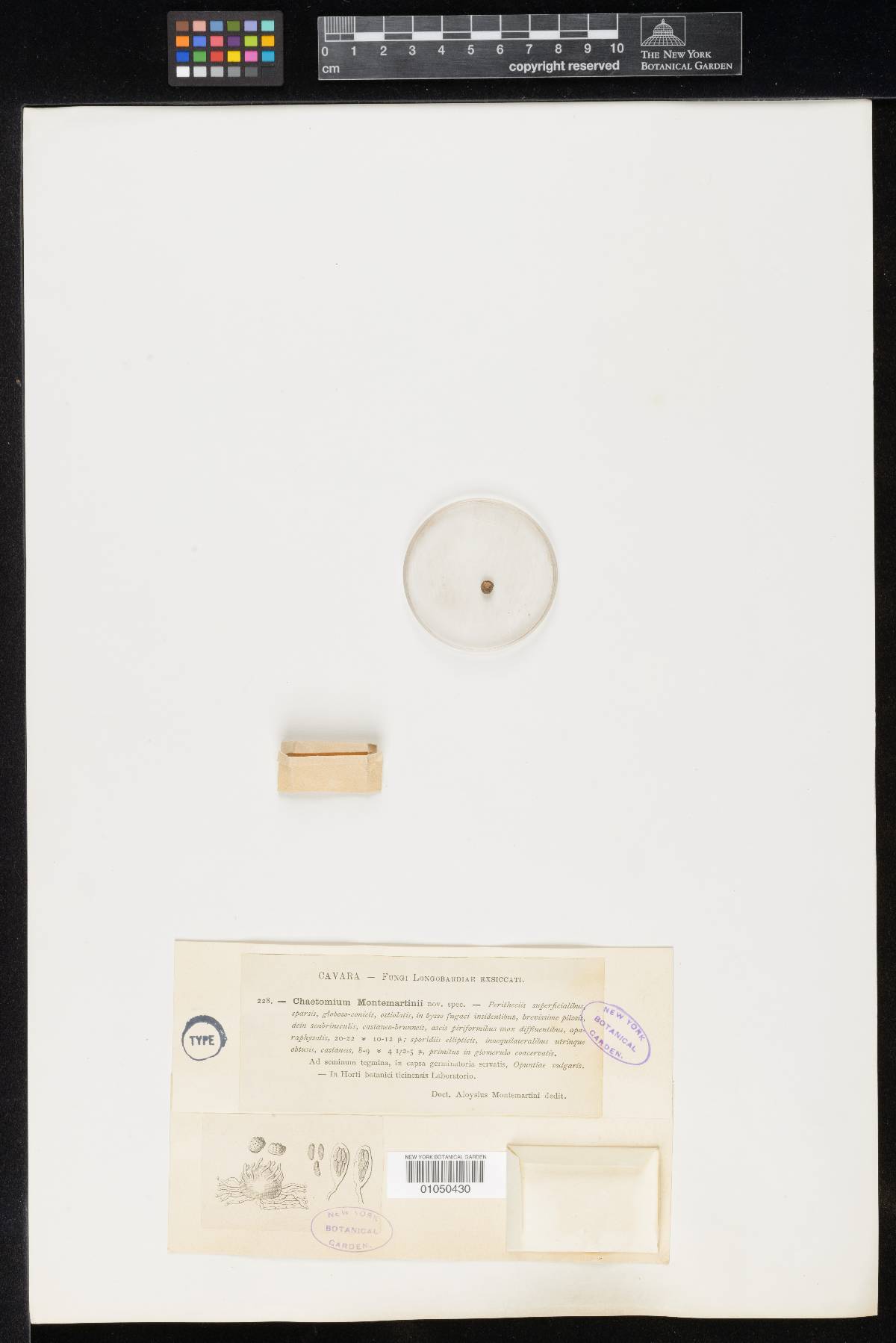 Chaetomium montemartinii image