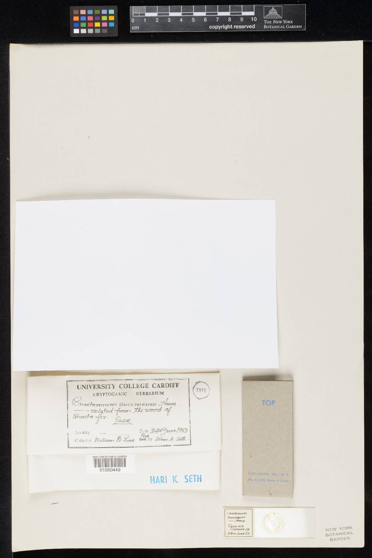 Chaetomium succineum image