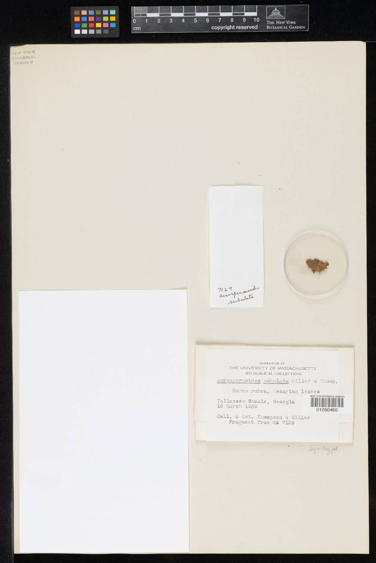 Acrospermoides image