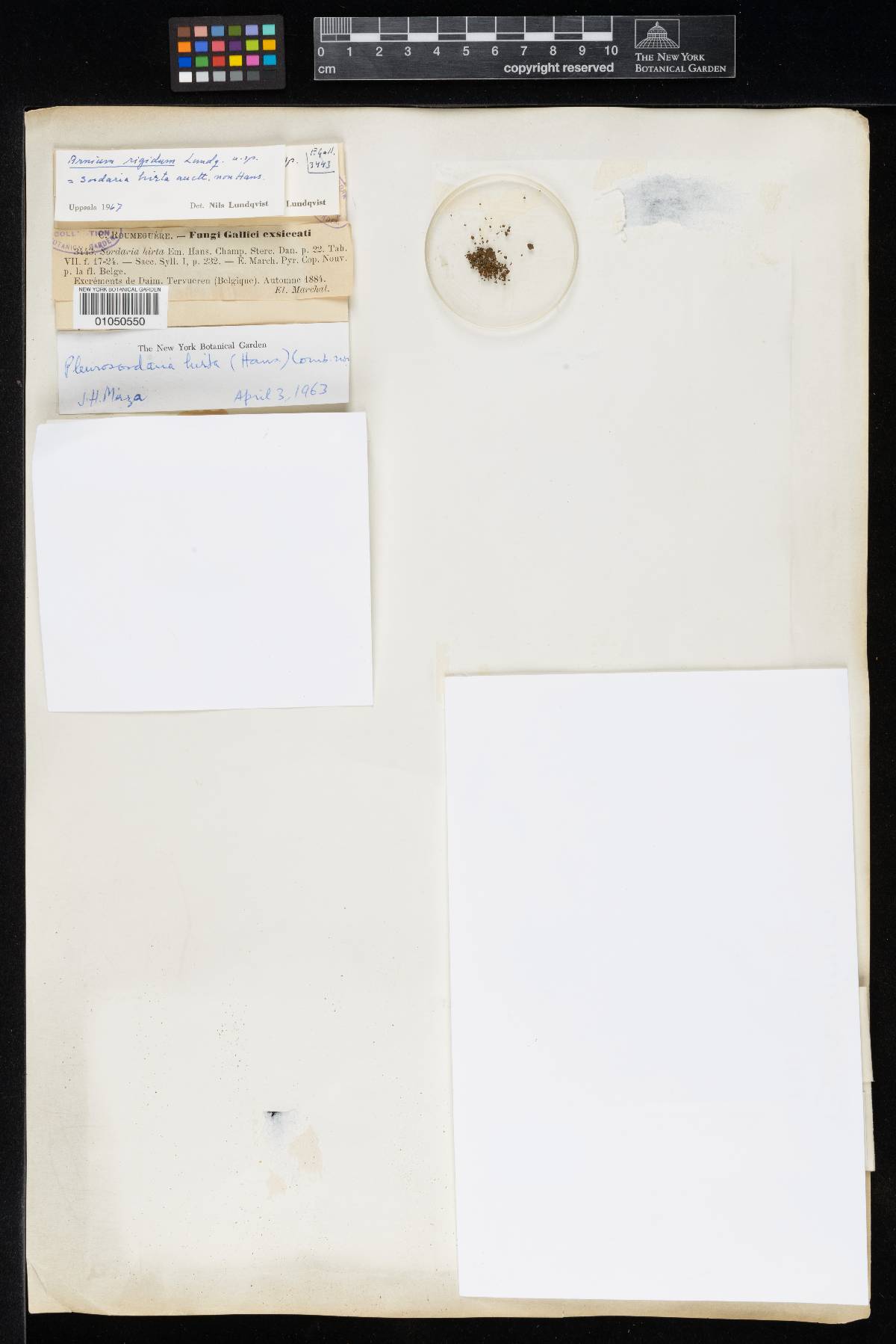 Arnium cervinum image