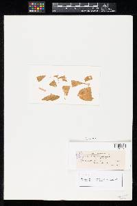 Gloeosporium violicola image