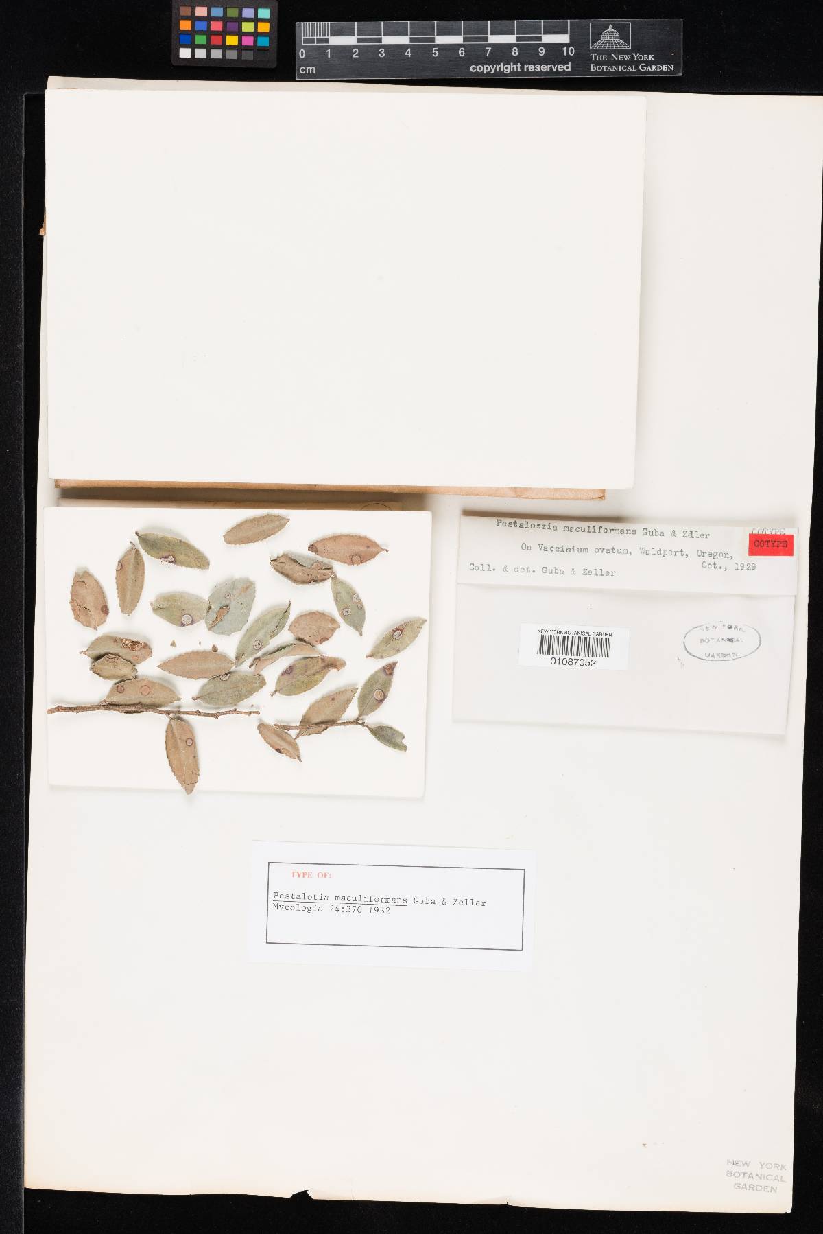 Pestalotia maculiformans image