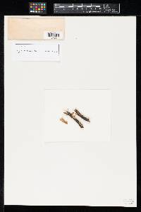 Ciliosira hederae image