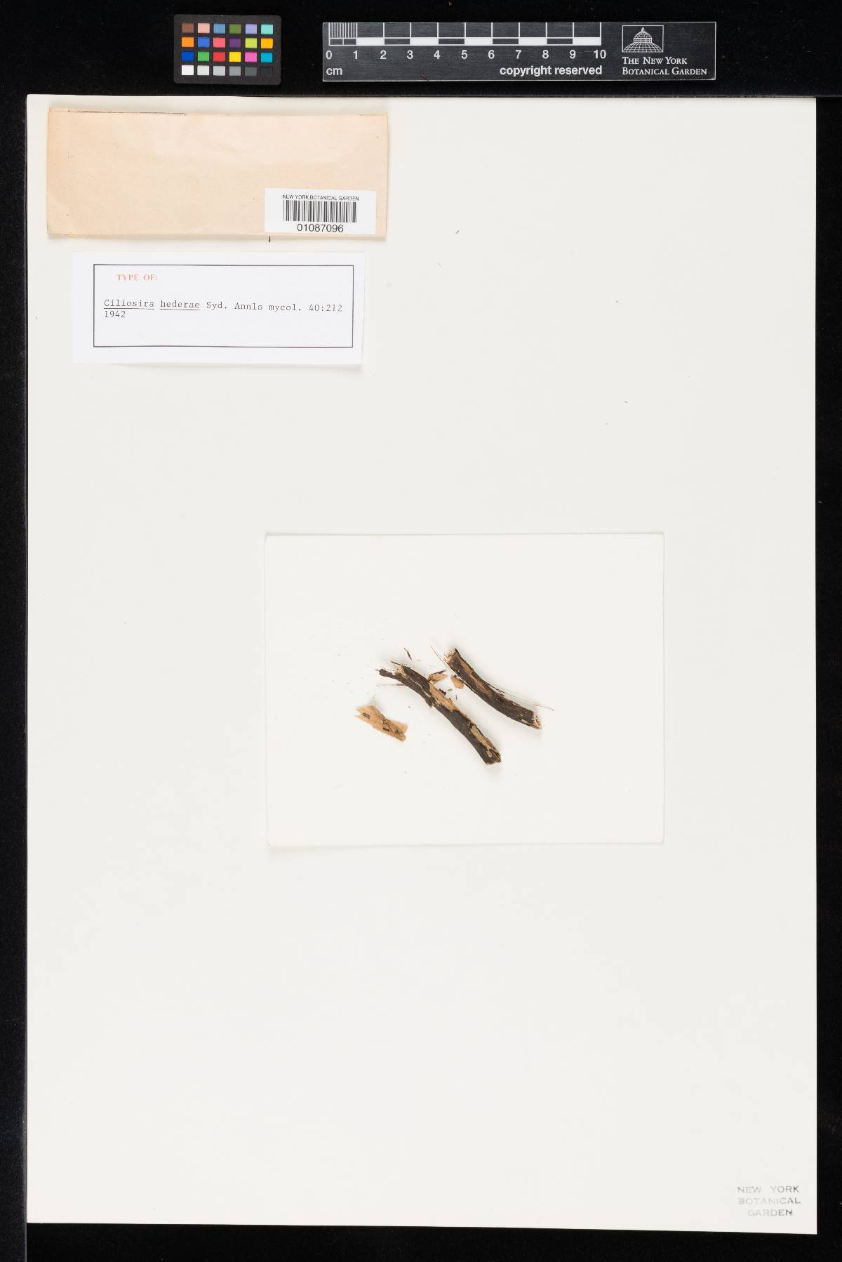 Ciliosira hederae image