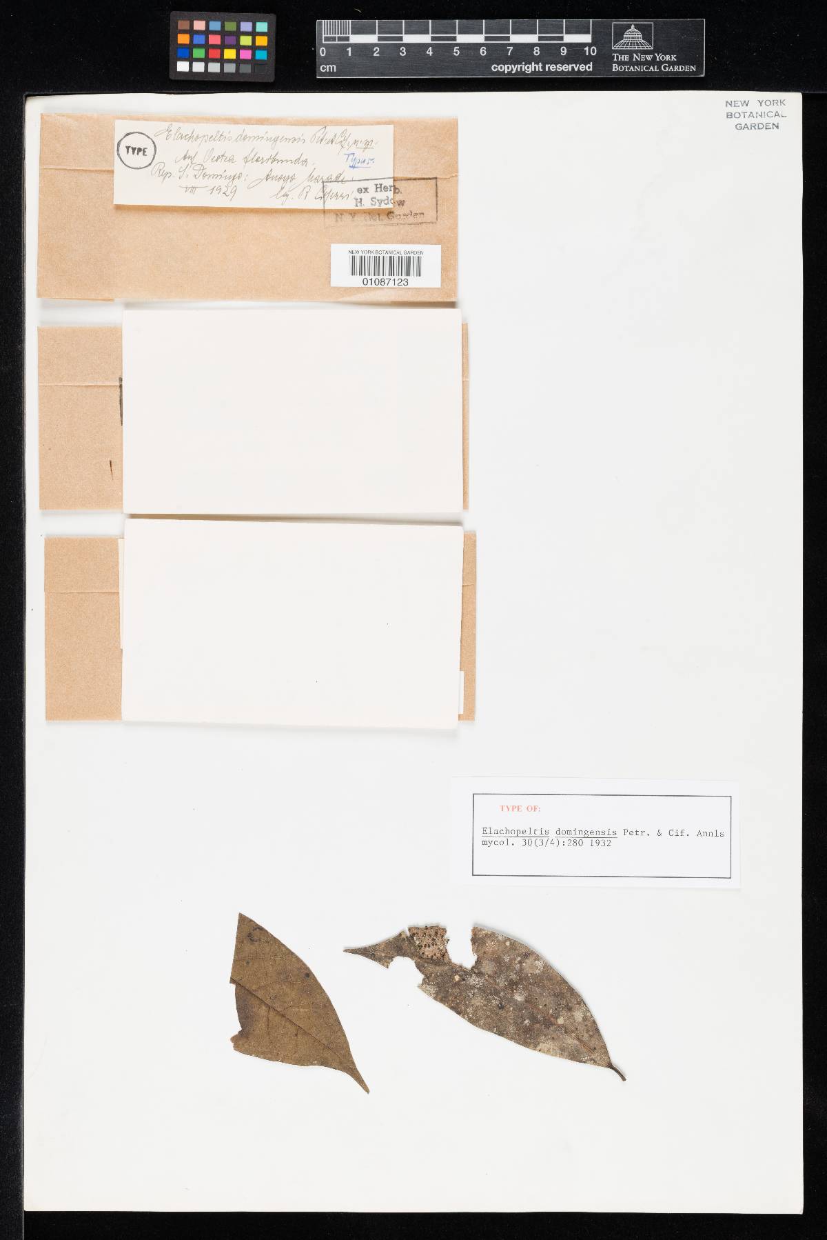 Ciferriopeltis domingensis image