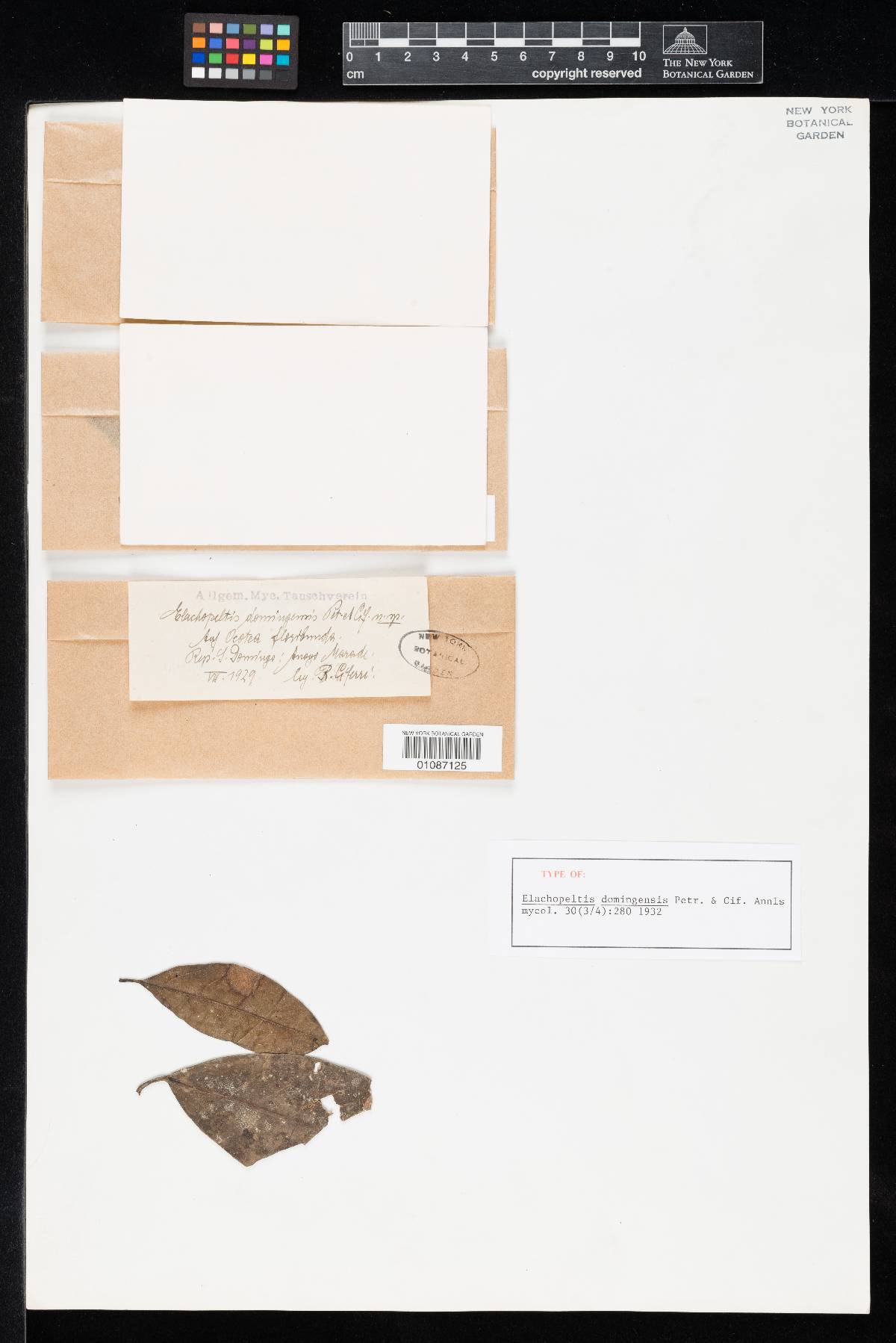 Ciferriopeltis domingensis image