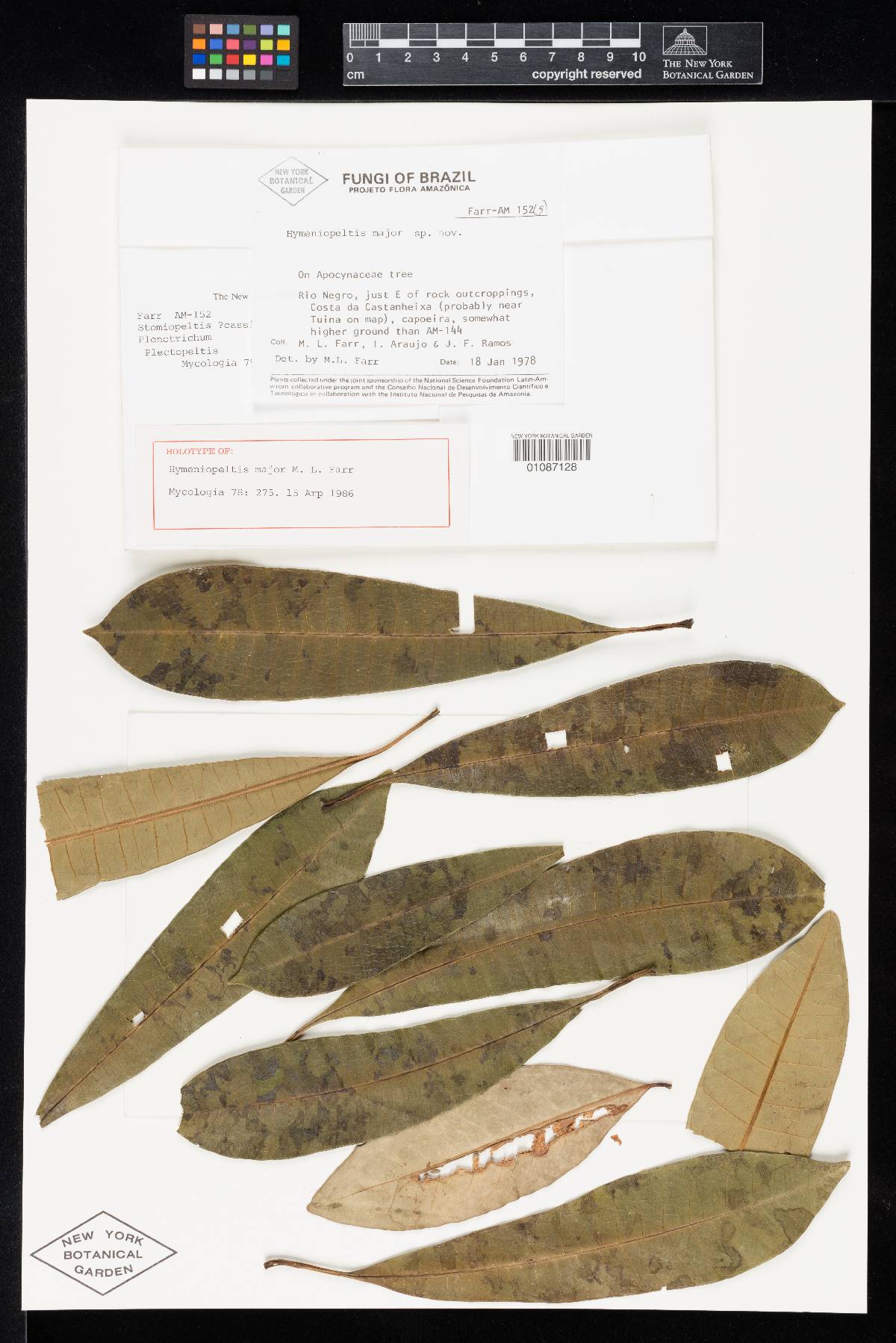 Hymeniopeltis major image