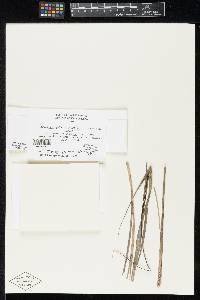 Phyllachora paludicola image