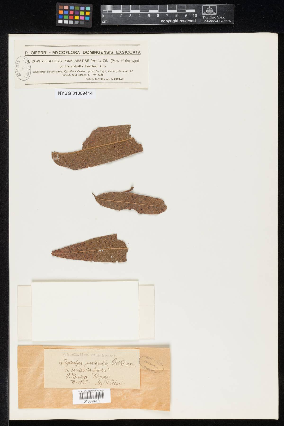 Phyllachora paralabatiae image