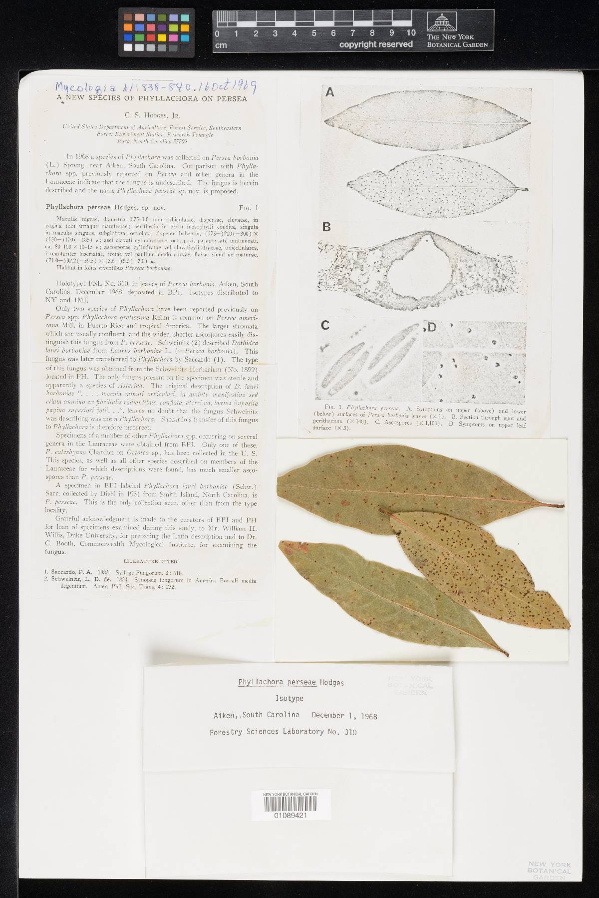 Phyllachora perseae image