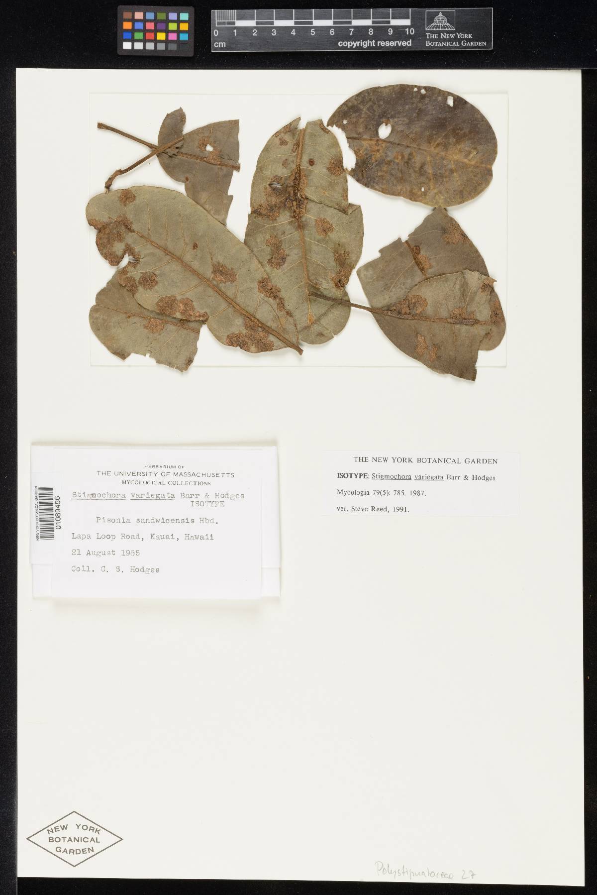 Stigmochora variegata image