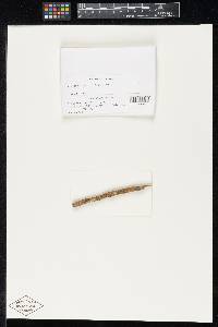 Anthostomella elmeri image