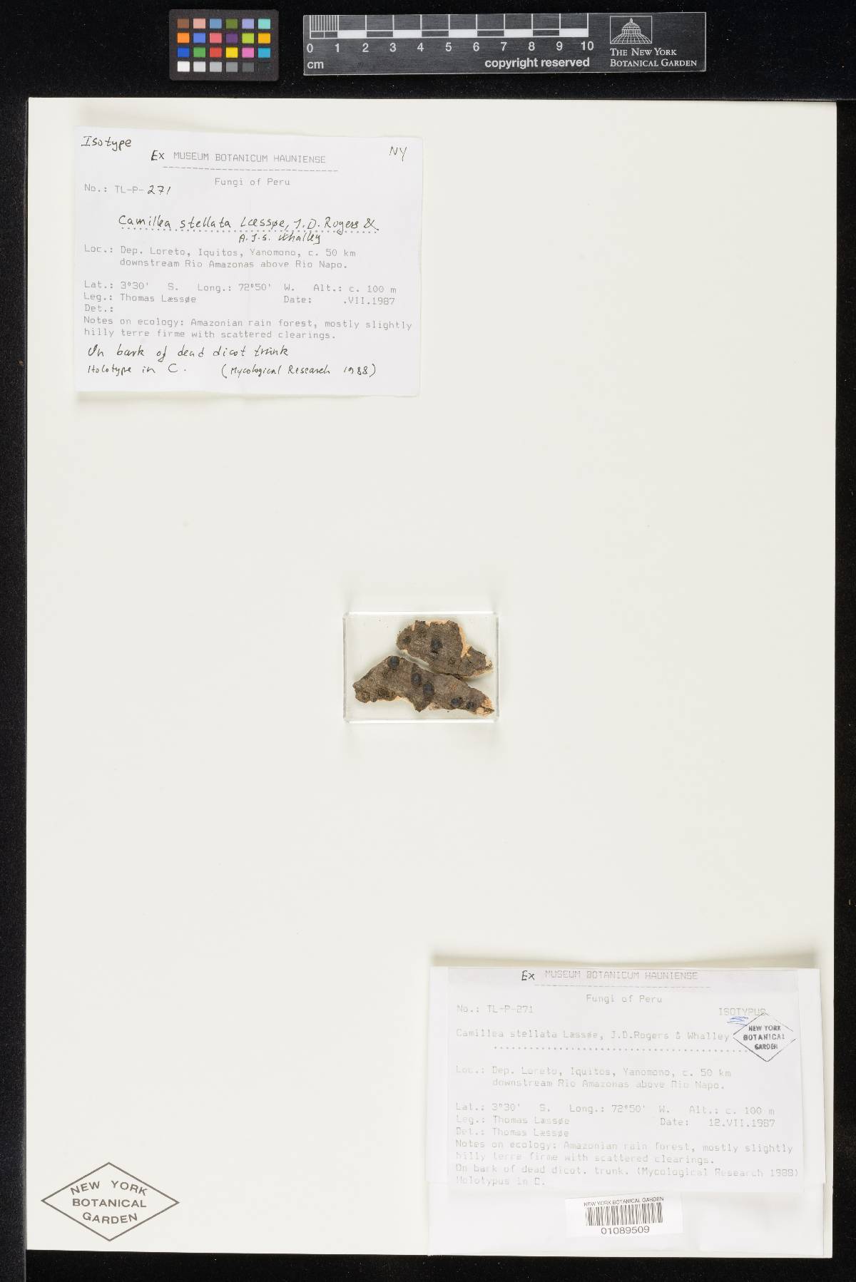 Camillea stellata image
