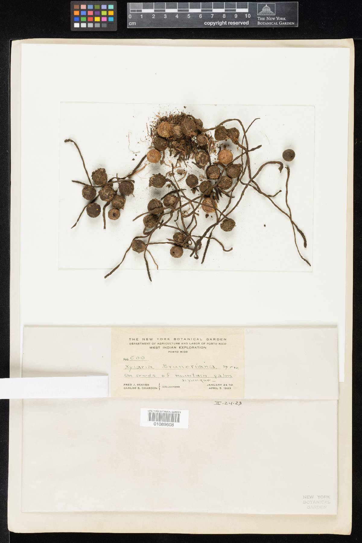 Xylaria bruneriana image