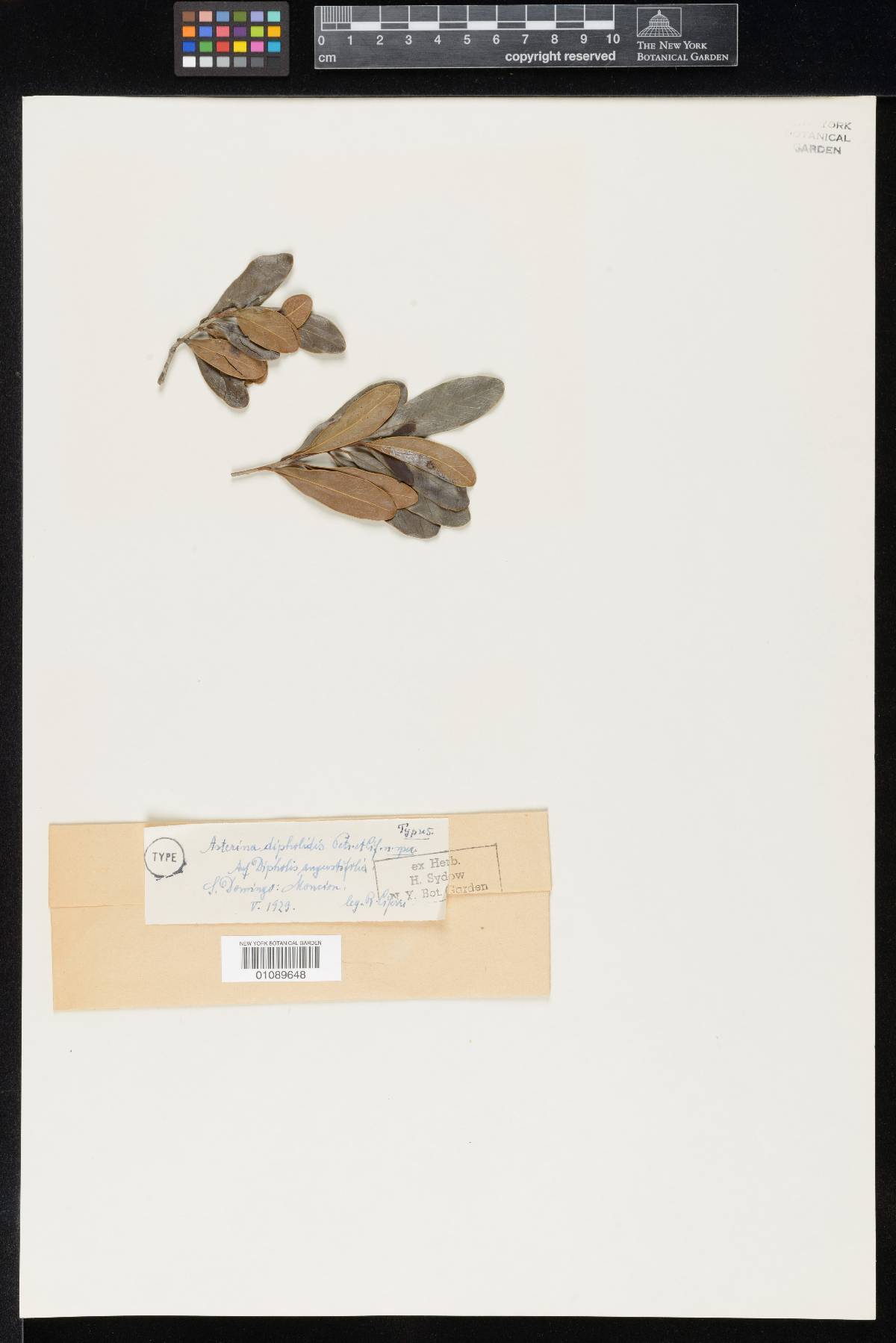Asterina dipholidis image