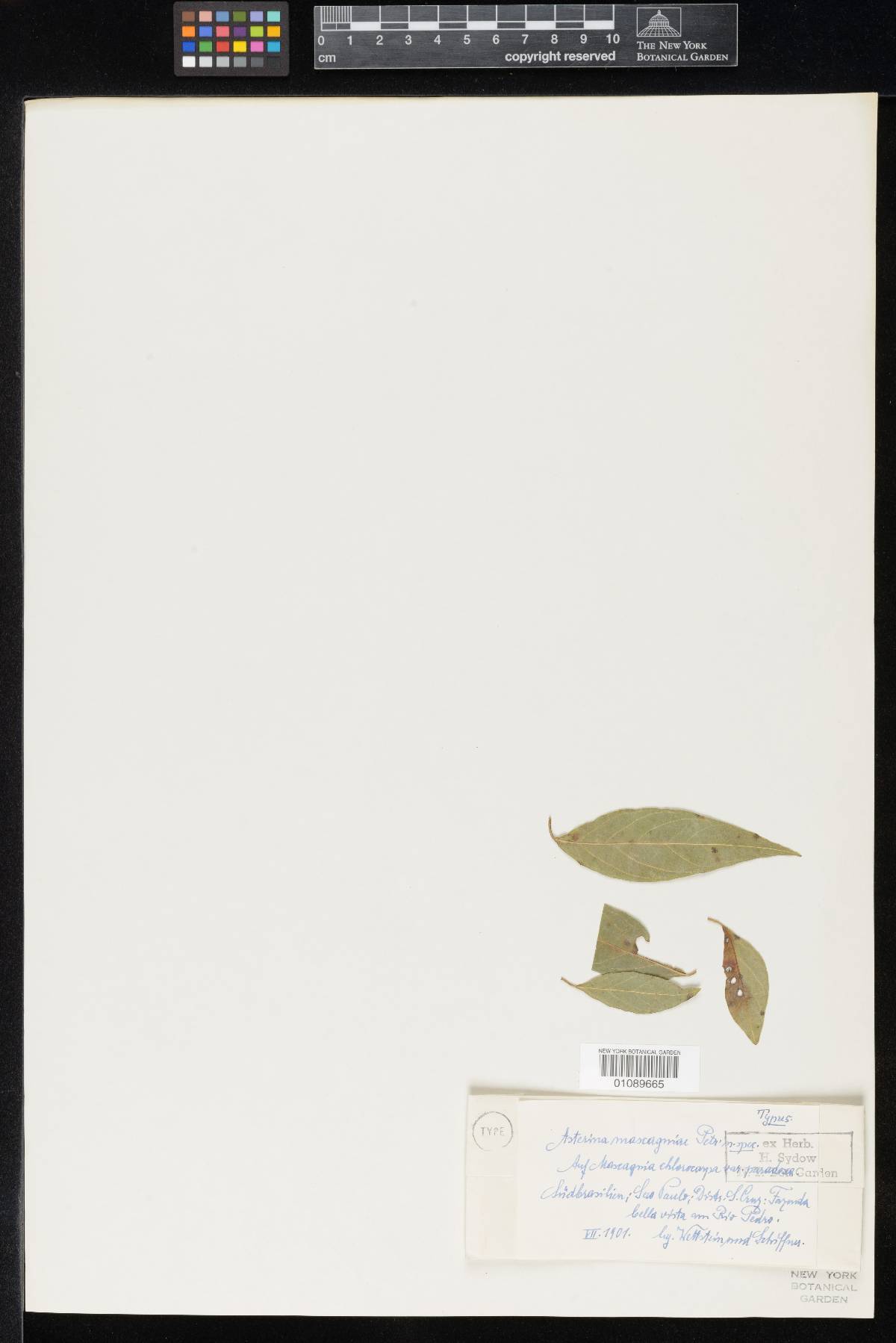 Asterina mascagniae image