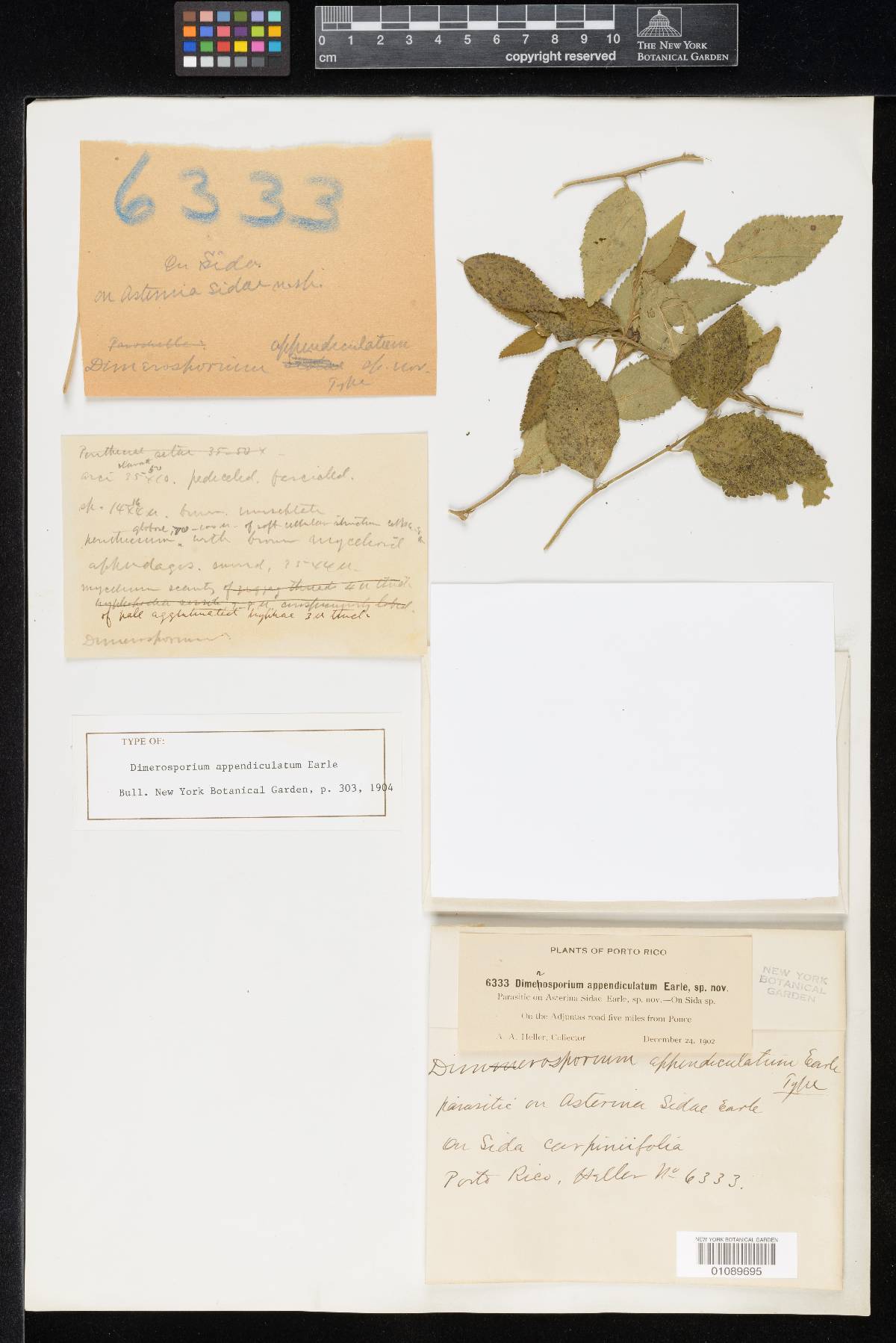 Dimerosporium appendiculatum image