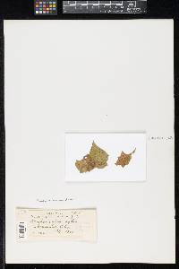 Dimerosporium vestitum image