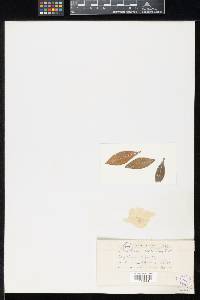 Lembosia cliftoniae image