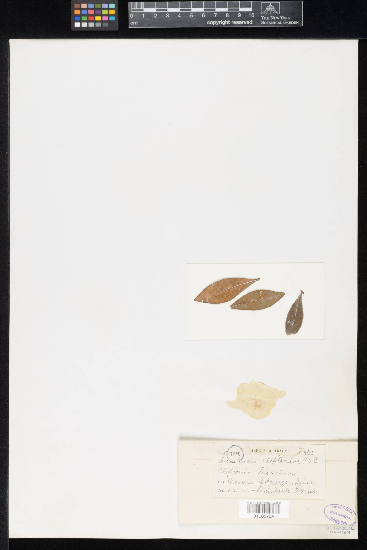 Lembosia cliftoniae image