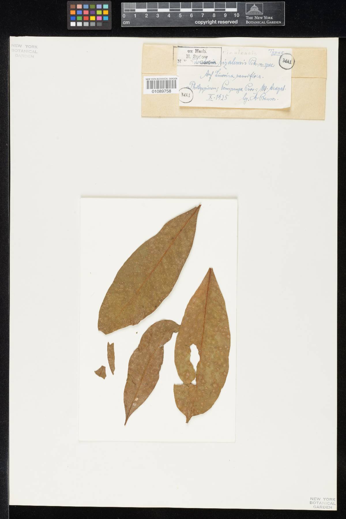 Lembosia rizalensis image