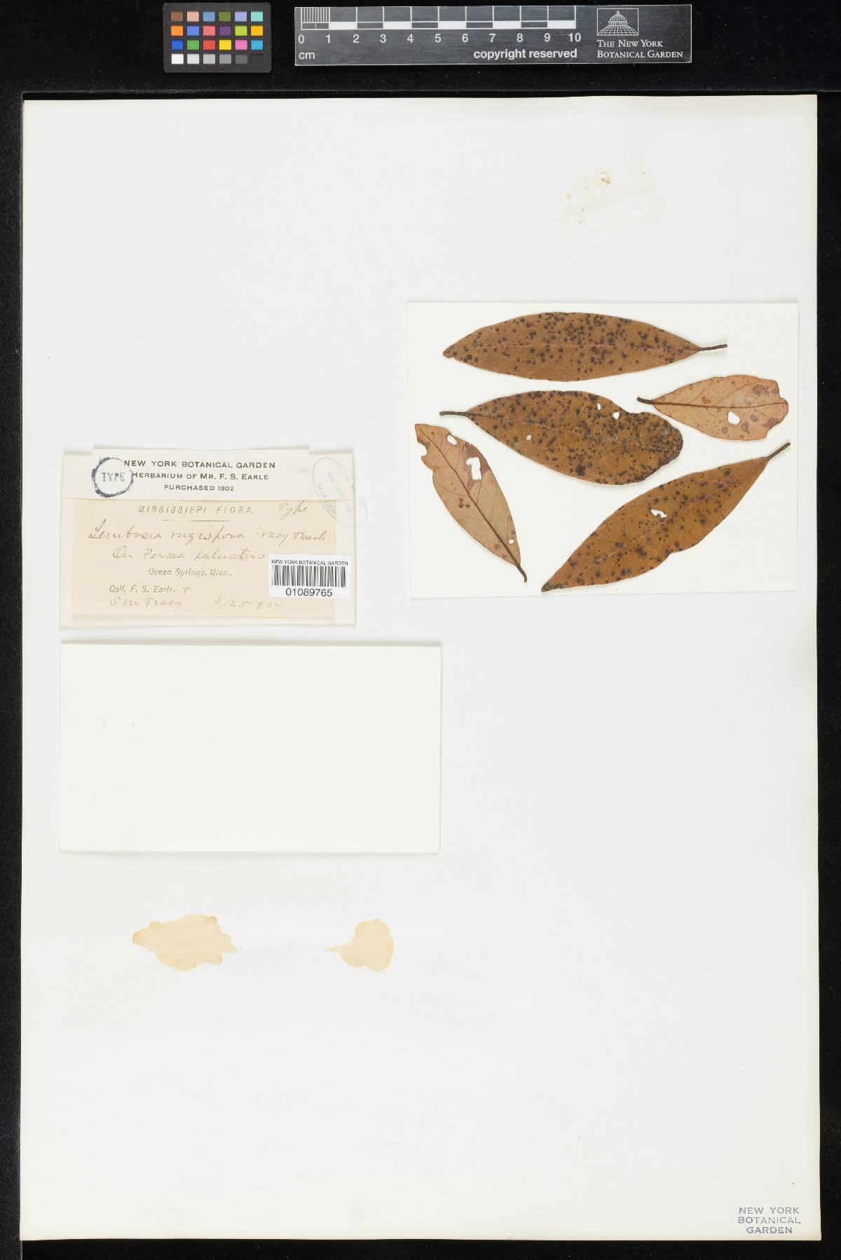 Lembosia rugispora image