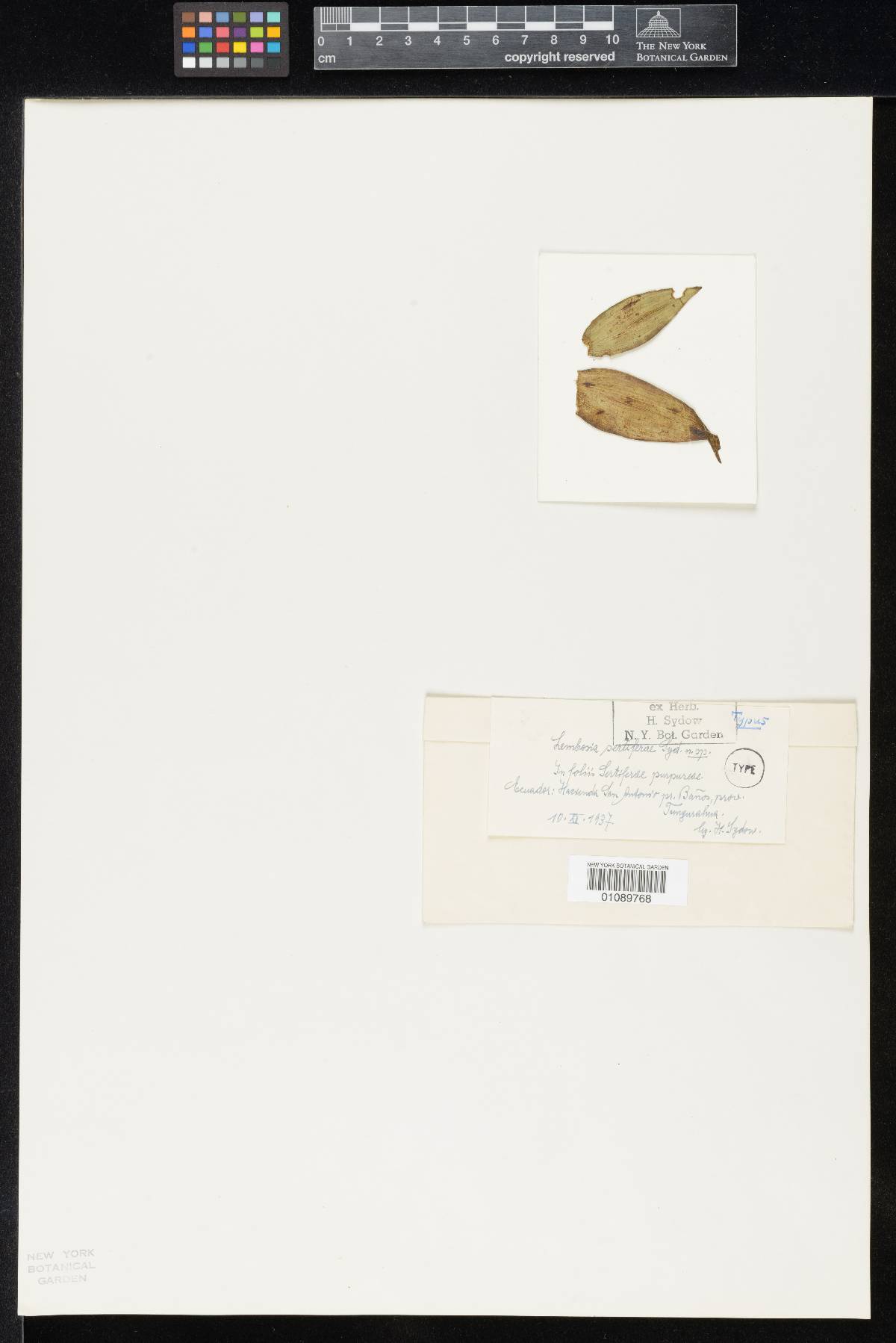 Lembosia sertiferae image