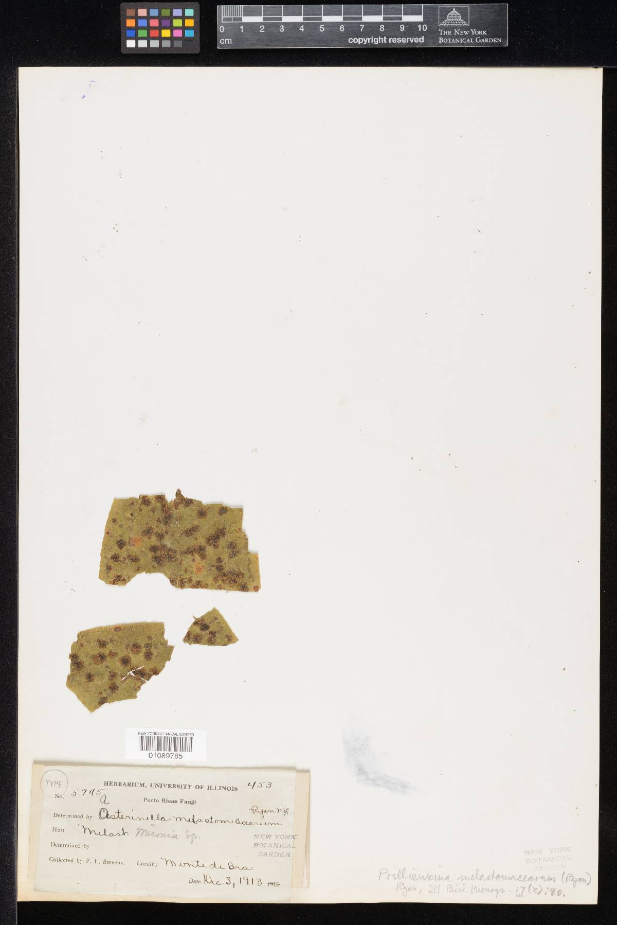 Asterinella melastomacearum image