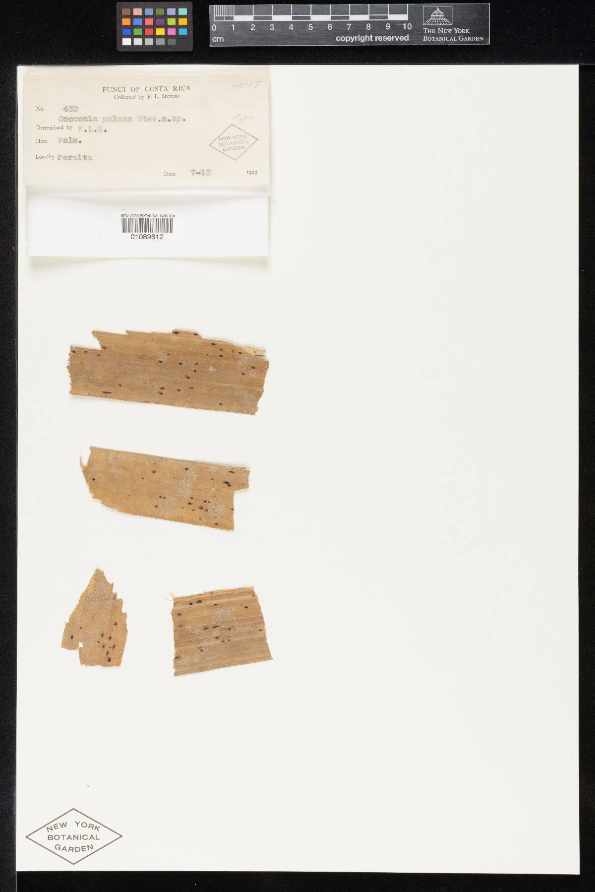 Dianesea palmae image