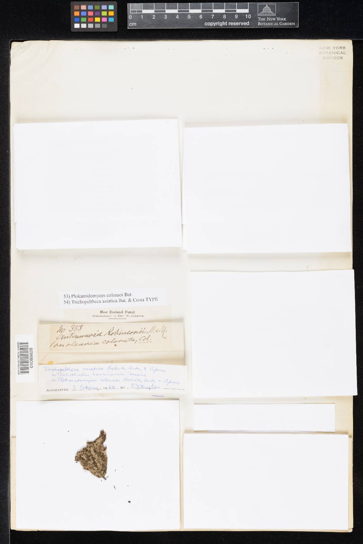 Trichopeltheca image