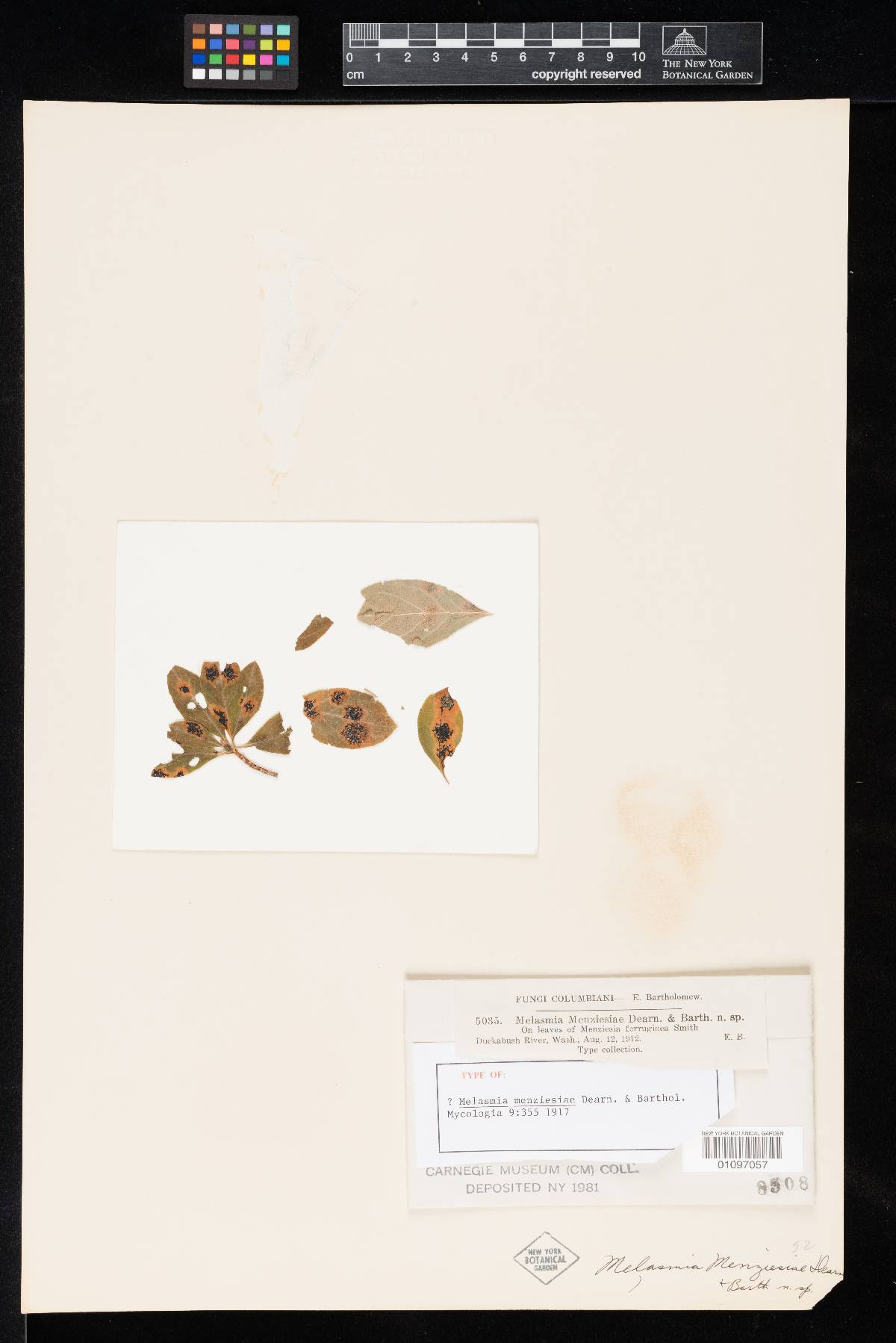 Melasmia menziesiae image