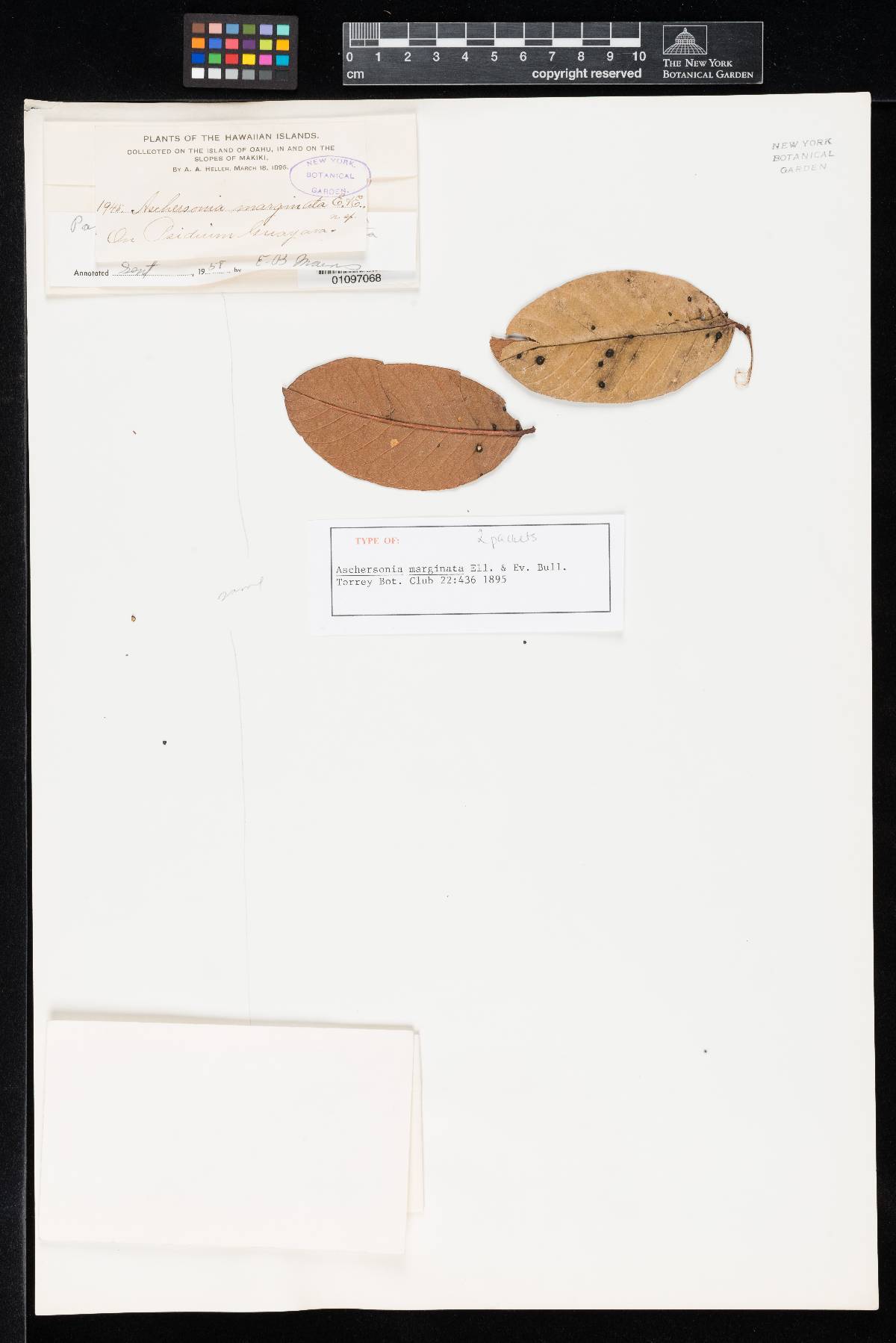 Aschersonia marginata image