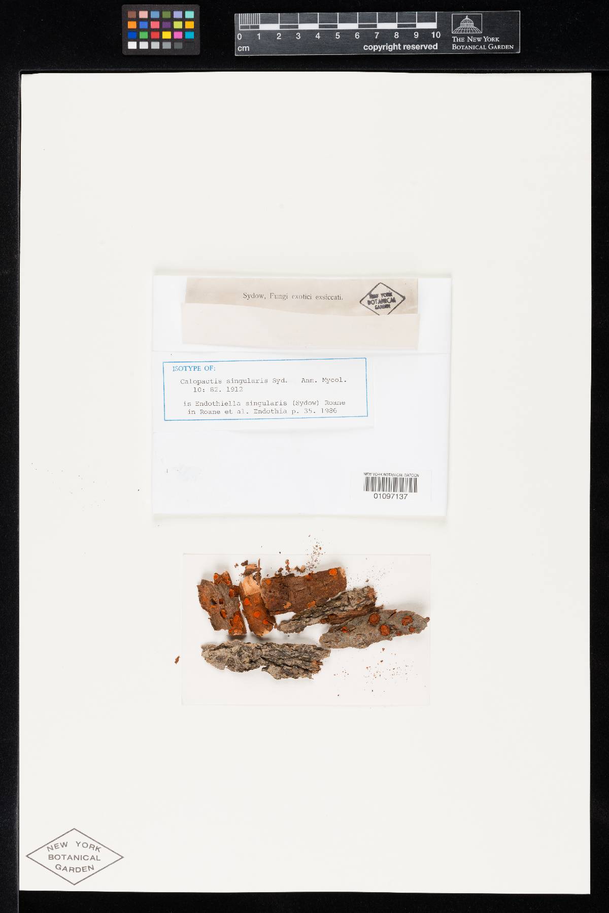 Calopactis singularis image