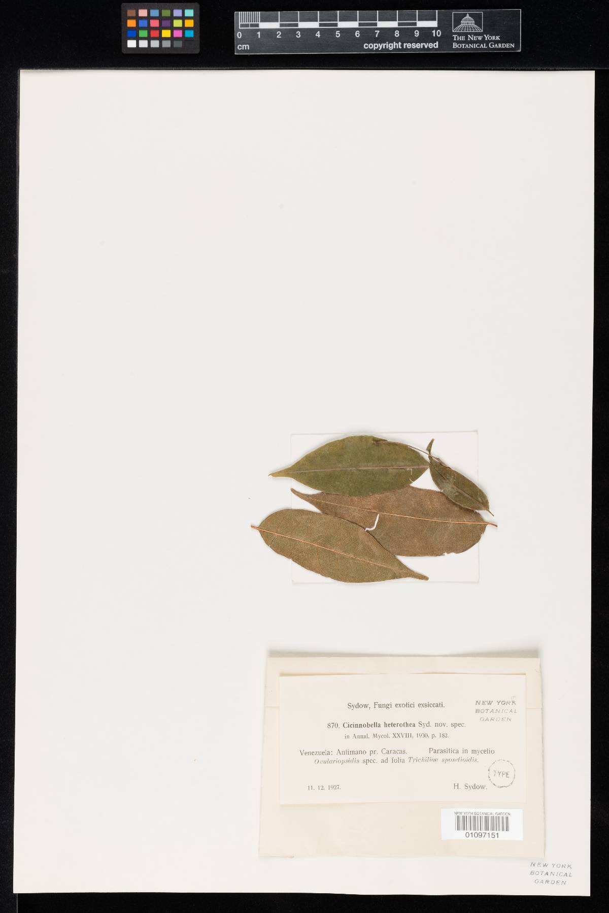 Cicinnobella heterothea image
