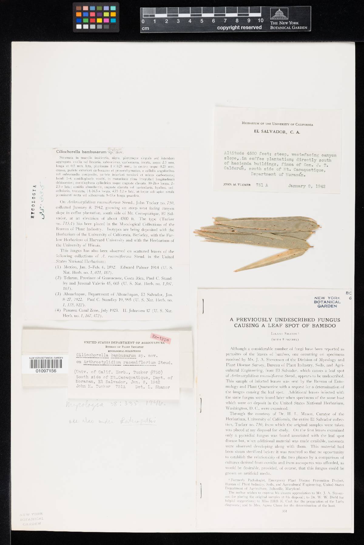 Ciliochorella bambusarum image