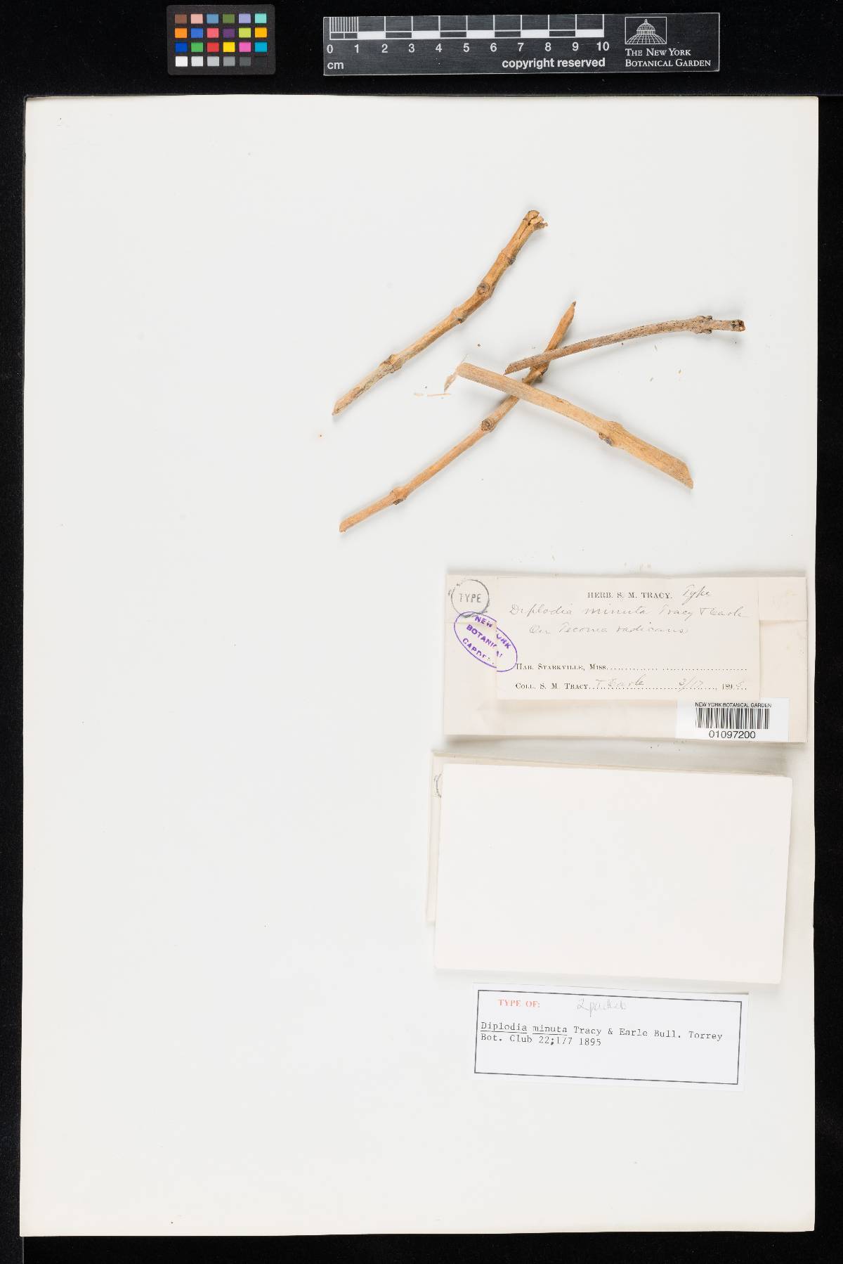 Microdiplodia minuta image