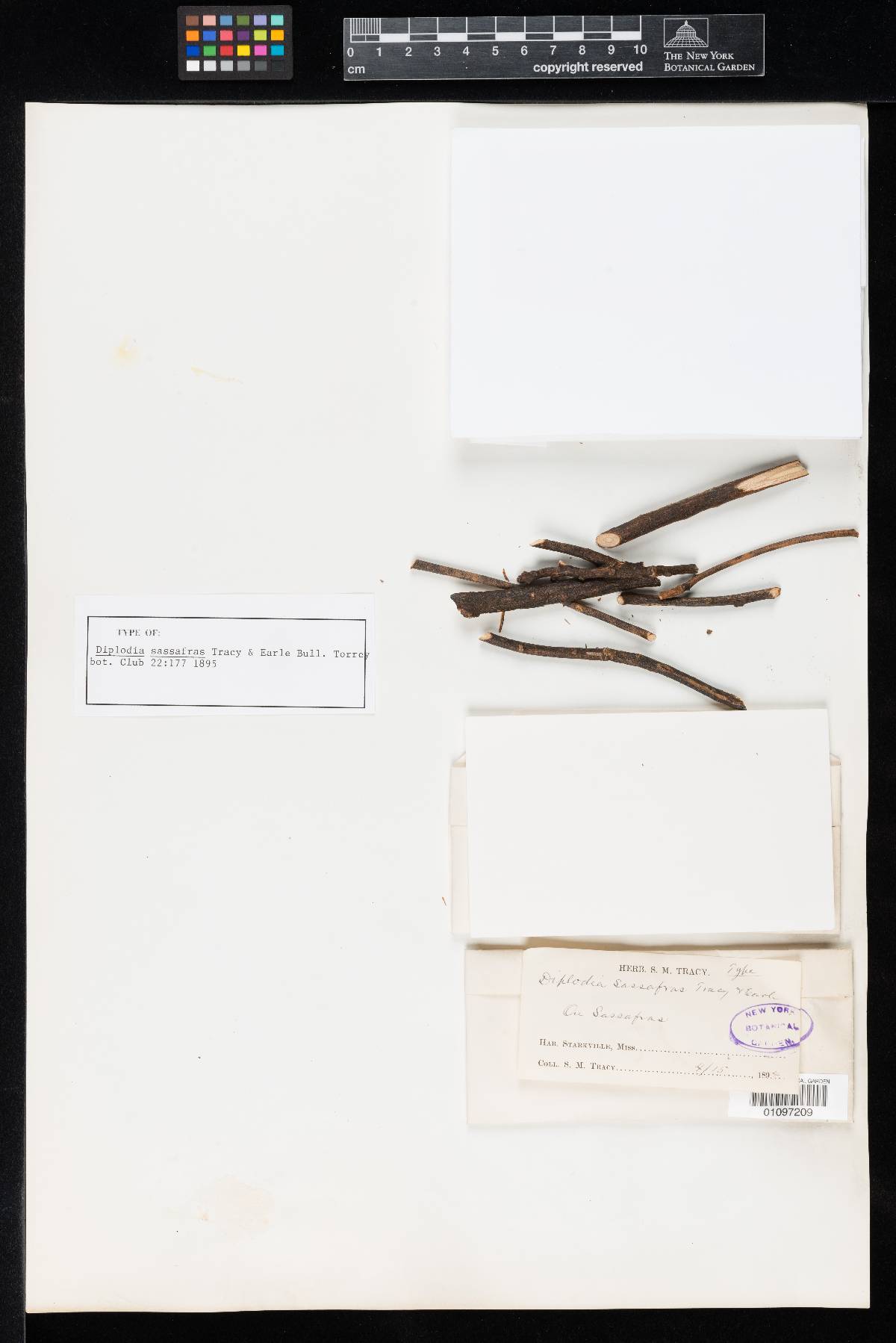 Diplodia sassafras image