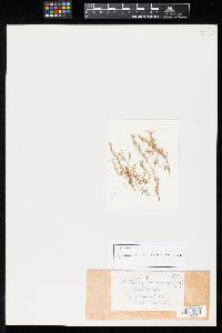Hendersonia salsolae image