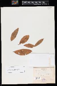 Hendersonia taphrinicola image