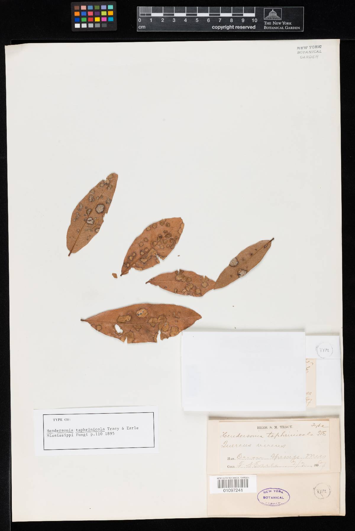 Hendersonia taphrinicola image